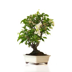 Vente de Bonsai Malus sp. PZ-ERWIAM 58 cm MAL260412MB Sankaly Bonsai