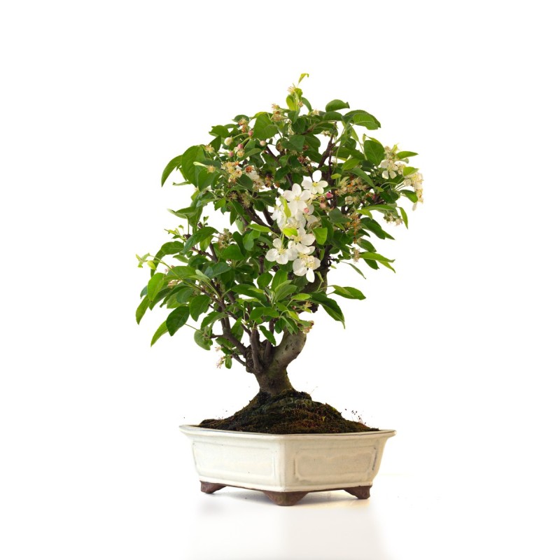 Vente de Bonsai Malus sp. PZ-ERWIAM 58 cm MAL260412MB Sankaly Bonsai