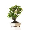 Vente de Bonsai Malus sp. PZ-ERWIAM 58 cm MAL260412MB Sankaly Bonsai