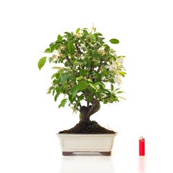 Boutique Bonsai Pommier Malus sp. PZ-ERWIAM 58 cm MAL260412MB Sankaly Bonsai