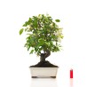 Boutique Bonsai Pommier Malus sp. PZ-ERWIAM 58 cm MAL260412MB Sankaly Bonsai