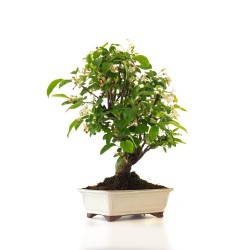 Offrir un Bonsai Pommier Malus sp. PZ-ERWIAM 58 cm MAL260412MB Sankaly Bonsai