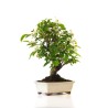 Offrir un Bonsai Pommier Malus sp. PZ-ERWIAM 58 cm MAL260412MB Sankaly Bonsai