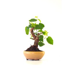 Achat Bonsai Murier, Morus Shohin 20 cm, Sankaly Bonsai