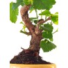 Vente de Bonsai Murier, Morus Shohin 20 cm, Sankaly Bonsai