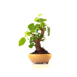 Acheter Bonsai Murier, Morus Shohin 20 cm, Sankaly Bonsai
