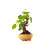 Acheter Bonsai Murier, Morus Shohin 20 cm, Sankaly Bonsai