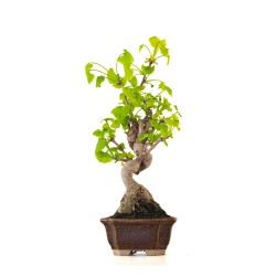 Achat Bonsai Ginkgo Biloba 37 cm Sankaly Bonsai