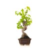 Achat Bonsai Ginkgo Biloba 37 cm Sankaly Bonsai