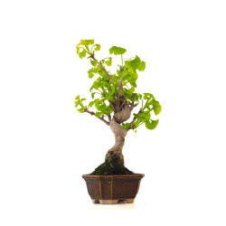 Vente de Bonsai Ginkgo Biloba 37 cm Sankaly Bonsai