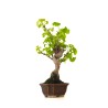 Vente de Bonsai Ginkgo Biloba 37 cm Sankaly Bonsai