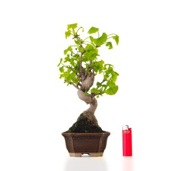 Acheter Bonsai Ginkgo Biloba 37 cm Sankaly Bonsai