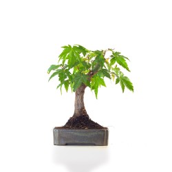 Achat Bonsai Acer Palmatum Erable palmé du Japon Shohin 22 cm AP260410MB