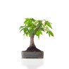 Achat Bonsai Acer Palmatum Erable palmé du Japon Shohin 22 cm AP260410MB