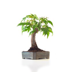 Vente de Bonsai Acer Palmatum Erable palmé du Japon Shohin 22 cm AP260410MB