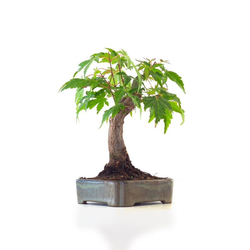 Vente de Bonsai Acer Palmatum Erable palmé du Japon Shohin 22 cm AP260410MB