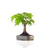Acheter Bonsai Acer Palmatum Erable palmé du Japon Shohin 22 cm AP260410MB
