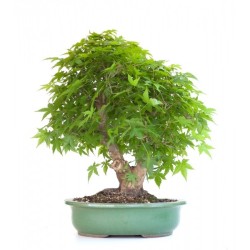 Bonsaï Acer palmatum 60 cm – Érable du Japon | Sankaly Bonsai