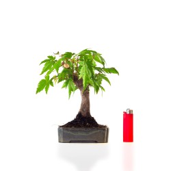 Vente de Bonsaï Acer palmatum 15 ans Shohin 22 cm – Érable du Japon | Sankaly Bonsai