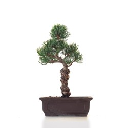 Acheter Bonsai Pinus Pentaphylla, Pin blanc du Japon 31 cm PPJP260401MB