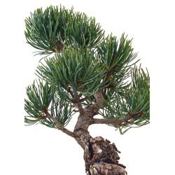 Achat Bonsai Pinus Pentaphylla, Pin blanc du Japon 31 cm PPJP260401MB