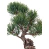 Achat Bonsai Pinus Pentaphylla, Pin blanc du Japon 31 cm PPJP260401MB