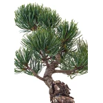 Achat Bonsai Pinus Pentaphylla, Pin blanc du Japon 31 cm PPJP260401MB