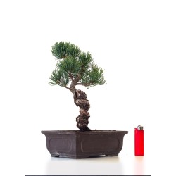 Boutique Bonsai Pinus Pentaphylla, Pin blanc du Japon 31 cm PPJP260401MB
