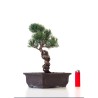 Boutique Bonsai Pinus Pentaphylla, Pin blanc du Japon 31 cm PPJP260401MB