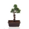Vente de Bonsai Pinus Pentaphylla, Pin blanc du Japon 31 cm PPJP260401MB