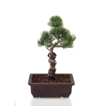 Vente de Bonsai Pinus Pentaphylla, Pin blanc du Japon 31 cm PPJP260401MB