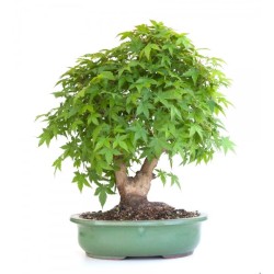 Vente de Bonsai Acer Palmatum 60 cm