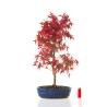 Site de vente de Bonsai Acer Palmatum Deshojo 68 cm APD260401FB Sankaly Bonsai