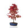 Achat Bonsai Acer Palmatum Deshojo 68 cm APD260401FB