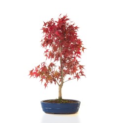 Vente de Bonsai Acer Palmatum Deshojo 68 cm APD260401FB