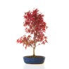 Vente de Bonsai Acer Palmatum Deshojo 68 cm APD260401FB
