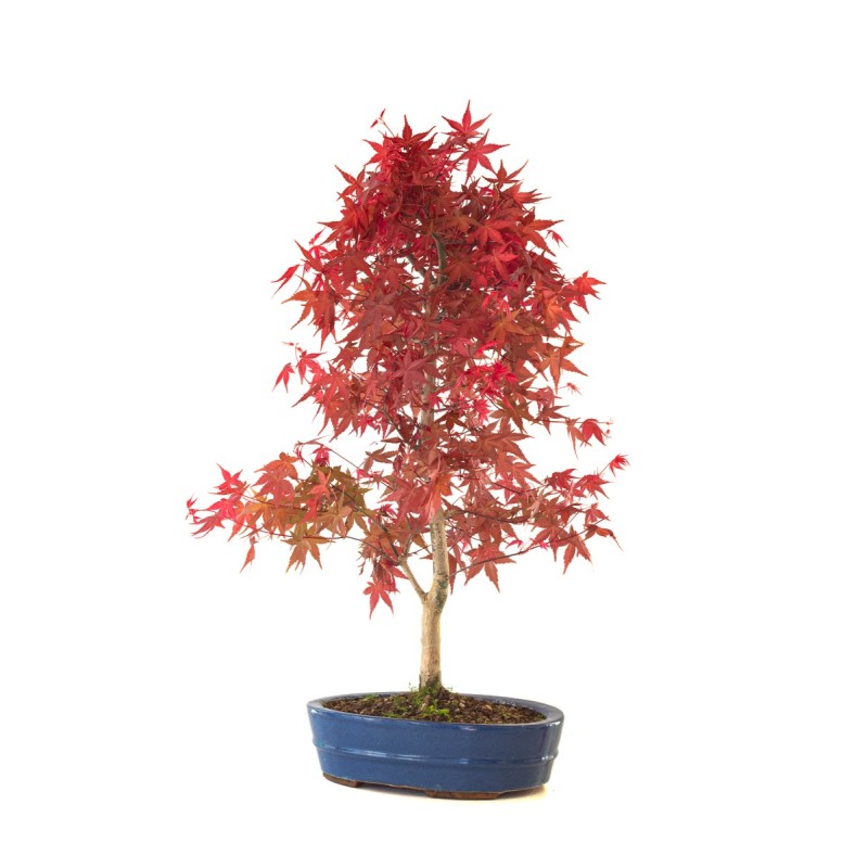 Acheter Bonsai Acer Palmatum Deshojo 68 cm APD260401FB