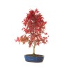 Acheter Bonsai Acer Palmatum Deshojo 68 cm APD260401FB