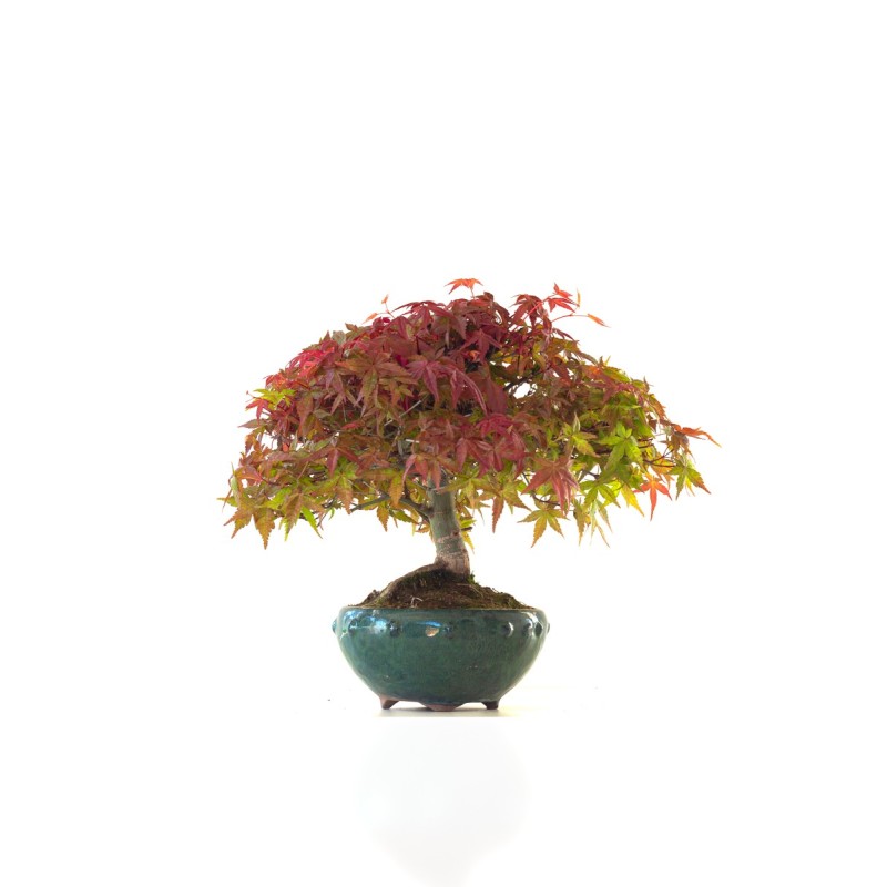 Acheter Bonsai Acer Palmatum Deshojo 30 cm APD260410MB Sankaly Bonsai