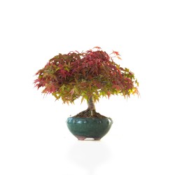 Achat Bonsai Acer Palmatum Deshojo 30 cm APD260410MB Sankaly Bonsai