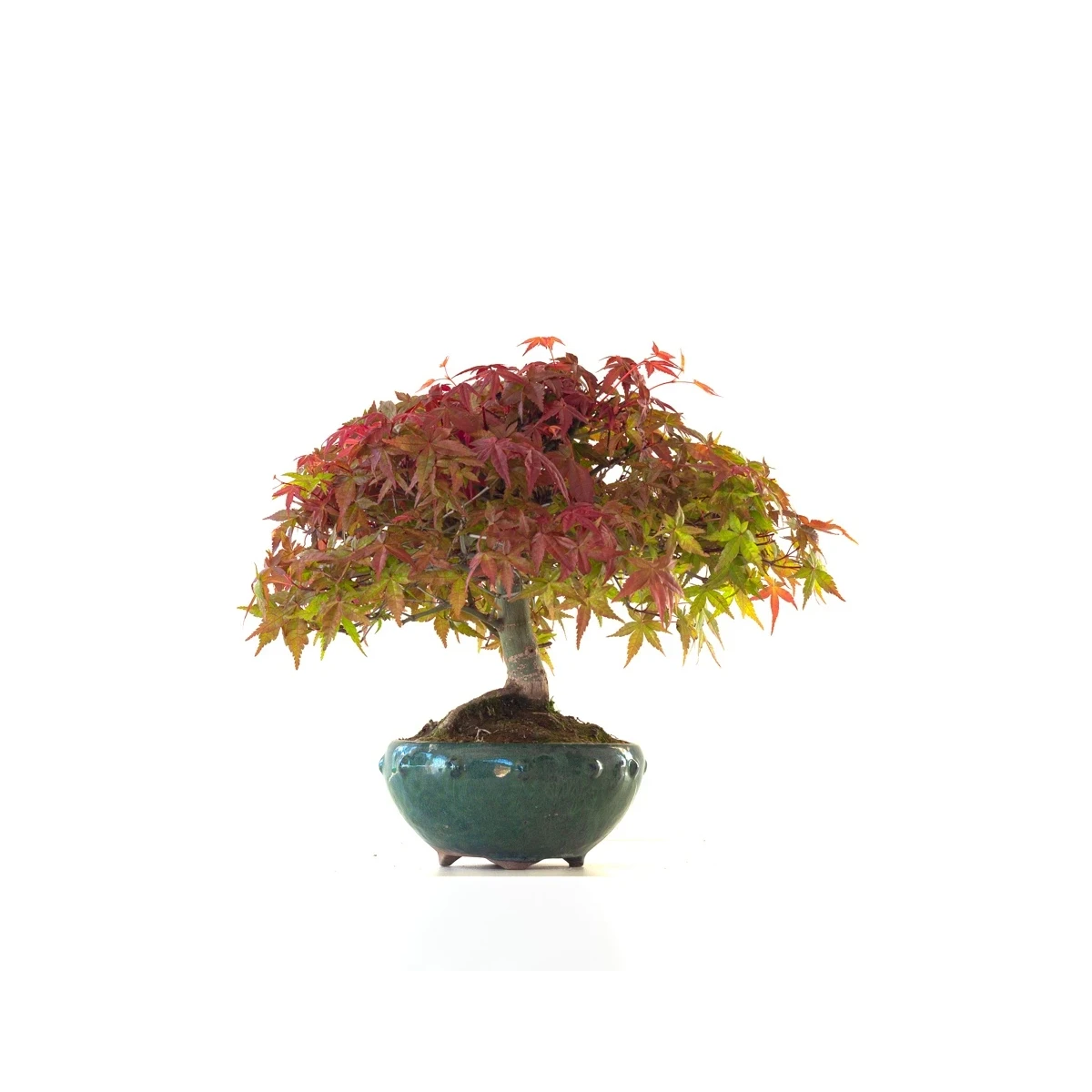 Achat Bonsai Acer Palmatum Deshojo 30 cm APD260410MB Sankaly Bonsai