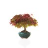 Achat Bonsai Acer Palmatum Deshojo 30 cm APD260410MB Sankaly Bonsai