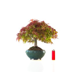 Vente de Bonsai Acer Palmatum Deshojo 30 cm APD260410MB Sankaly Bonsai