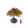 Vente de Bonsai Acer Palmatum Deshojo 30 cm APD260410MB Sankaly Bonsai