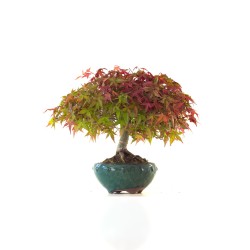 Boutique Bonsai Acer Palmatum Deshojo 30 cm APD260410MB Sankaly Bonsai