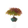 Boutique Bonsai Acer Palmatum Deshojo 30 cm APD260410MB Sankaly Bonsai
