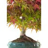 Site vente de Bonsai Acer Palmatum Deshojo 30 cm APD260410MB Sankaly Bonsai