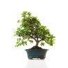 vente de Bonsai Azalée Satsuki 40 cm Sankaly Bonsai AZ260404FB