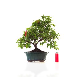 Acheter Bonsai Azalée Satsuki 40 cm Sankaly Bonsai AZ260404FB