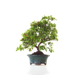 Achat Bonsai Azalée Satsuki 40 cm Sankaly Bonsai AZ260404FB